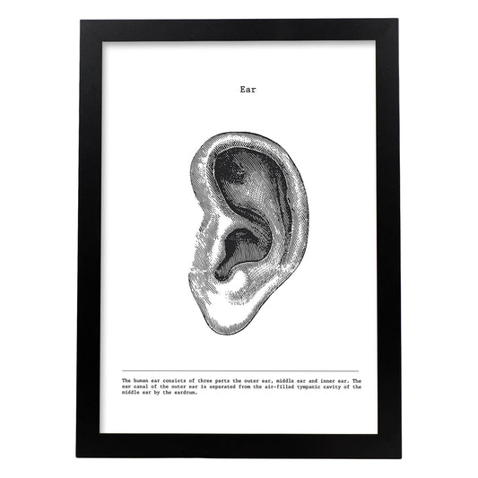 Posters de anatomía en blanco y negro con imágenes del cuerpo humano. Láminas de "Oreja". .-Artwork-Nacnic-A4-Marco Negro-Nacnic Estudio SL