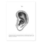 Posters de anatomía en blanco y negro con imágenes del cuerpo humano. Láminas de "Oreja". .-Artwork-Nacnic-A4-Sin marco-Nacnic Estudio SL