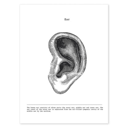 Posters de anatomía en blanco y negro con imágenes del cuerpo humano. Láminas de "Oreja". .-Artwork-Nacnic-A4-Sin marco-Nacnic Estudio SL