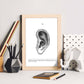 Posters de anatomía en blanco y negro con imágenes del cuerpo humano. Láminas de "Oreja". .-Artwork-Nacnic-Nacnic Estudio SL