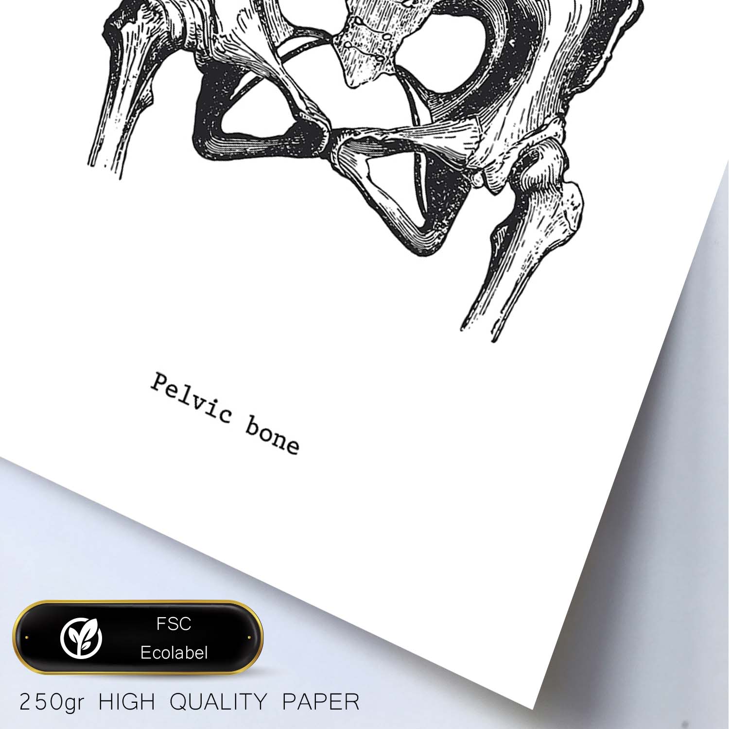 Posters de anatomía en blanco y negro con imágenes del cuerpo humano. Láminas de "Pelvis". .-Artwork-Nacnic-Nacnic Estudio SL
