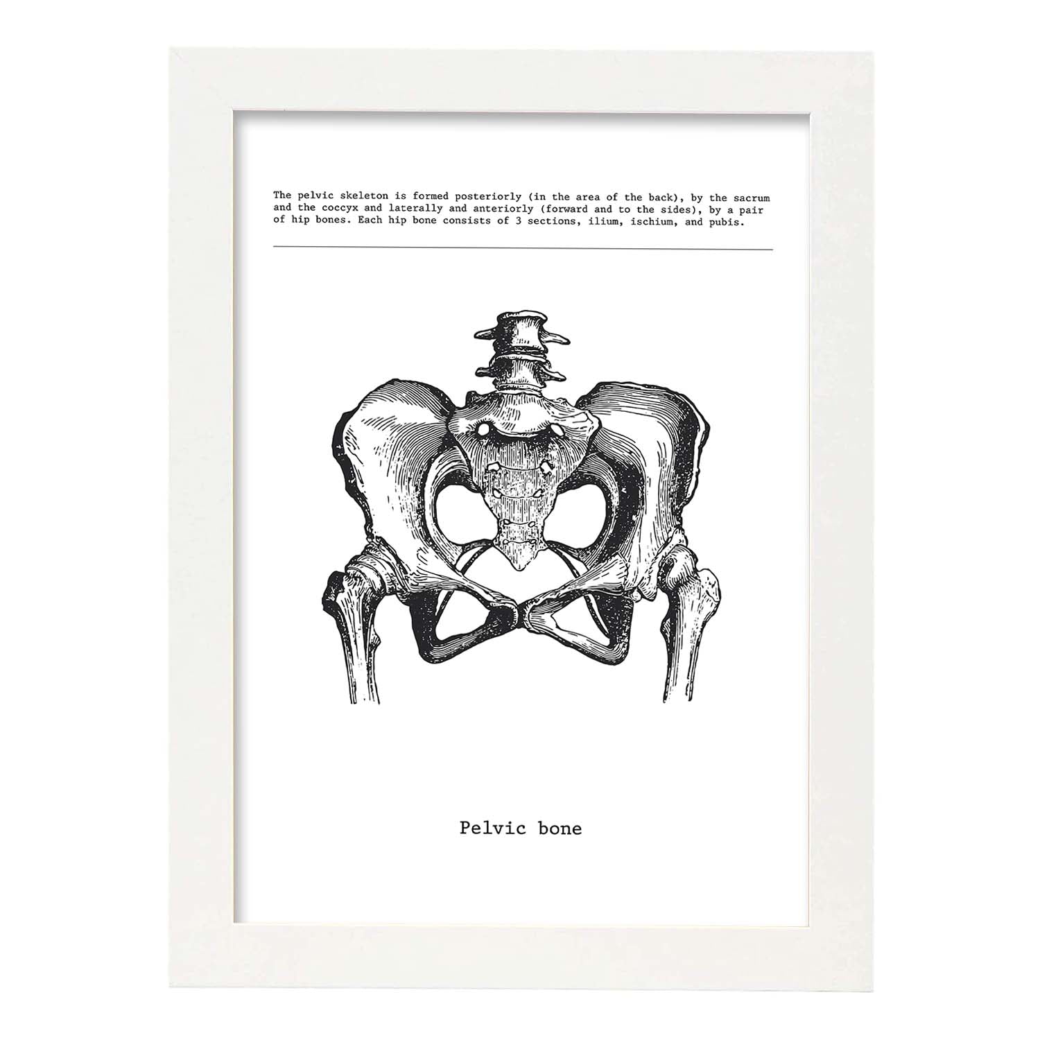 Posters de anatomía en blanco y negro con imágenes del cuerpo humano. Láminas de "Pelvis". .-Artwork-Nacnic-A3-Marco Blanco-Nacnic Estudio SL