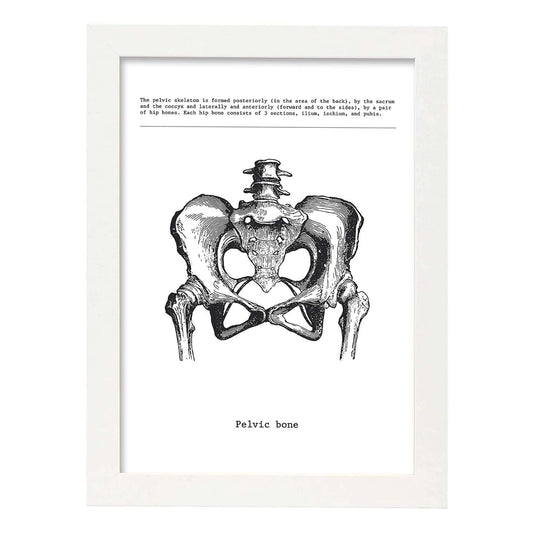 Posters de anatomía en blanco y negro con imágenes del cuerpo humano. Láminas de "Pelvis". .-Artwork-Nacnic-A4-Marco Blanco-Nacnic Estudio SL