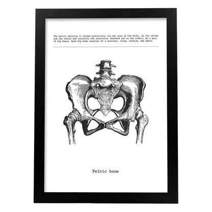 Posters de anatomía en blanco y negro con imágenes del cuerpo humano. Láminas de "Pelvis". .-Artwork-Nacnic-A4-Marco Negro-Nacnic Estudio SL