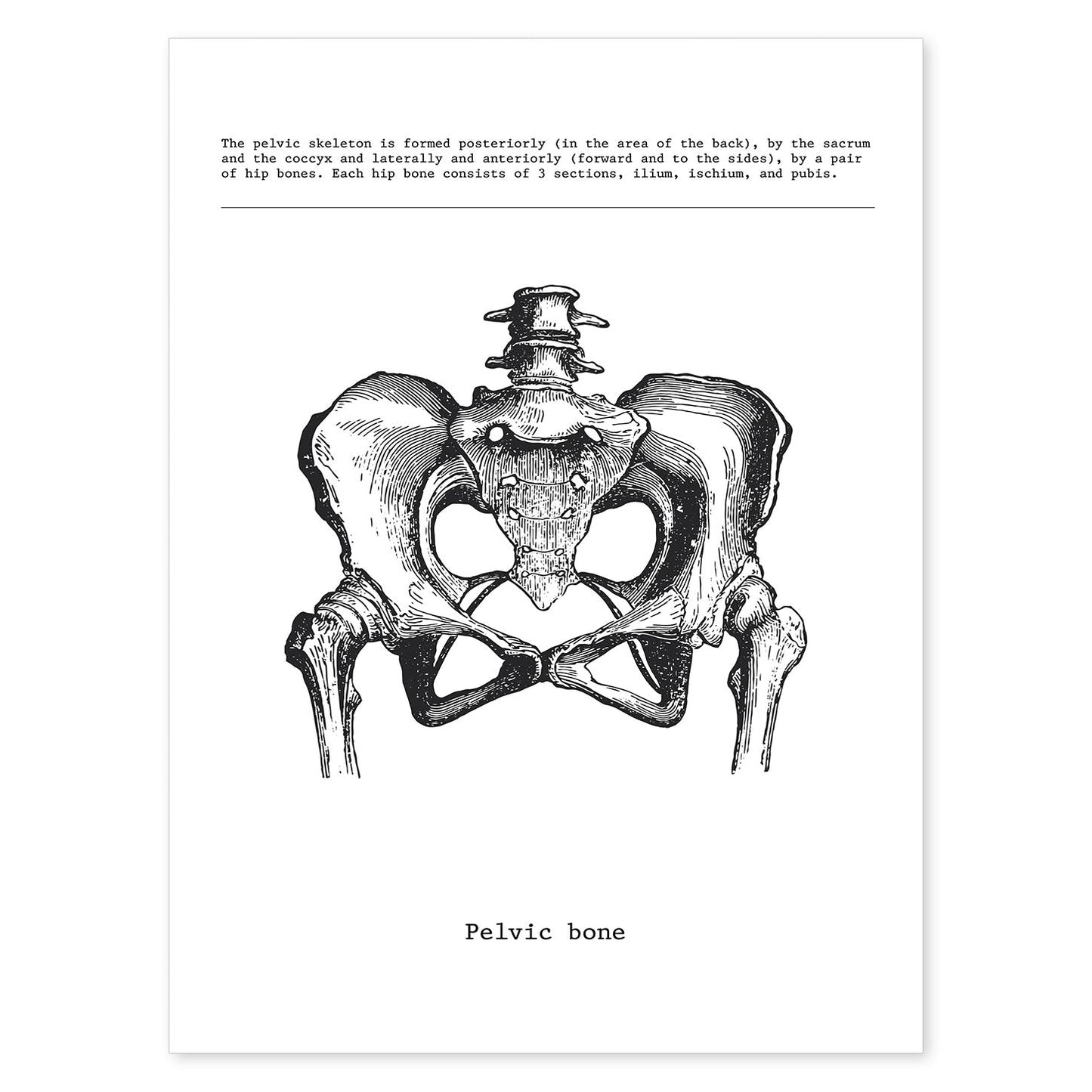Posters de anatomía en blanco y negro con imágenes del cuerpo humano. Láminas de "Pelvis". .-Artwork-Nacnic-A4-Sin marco-Nacnic Estudio SL