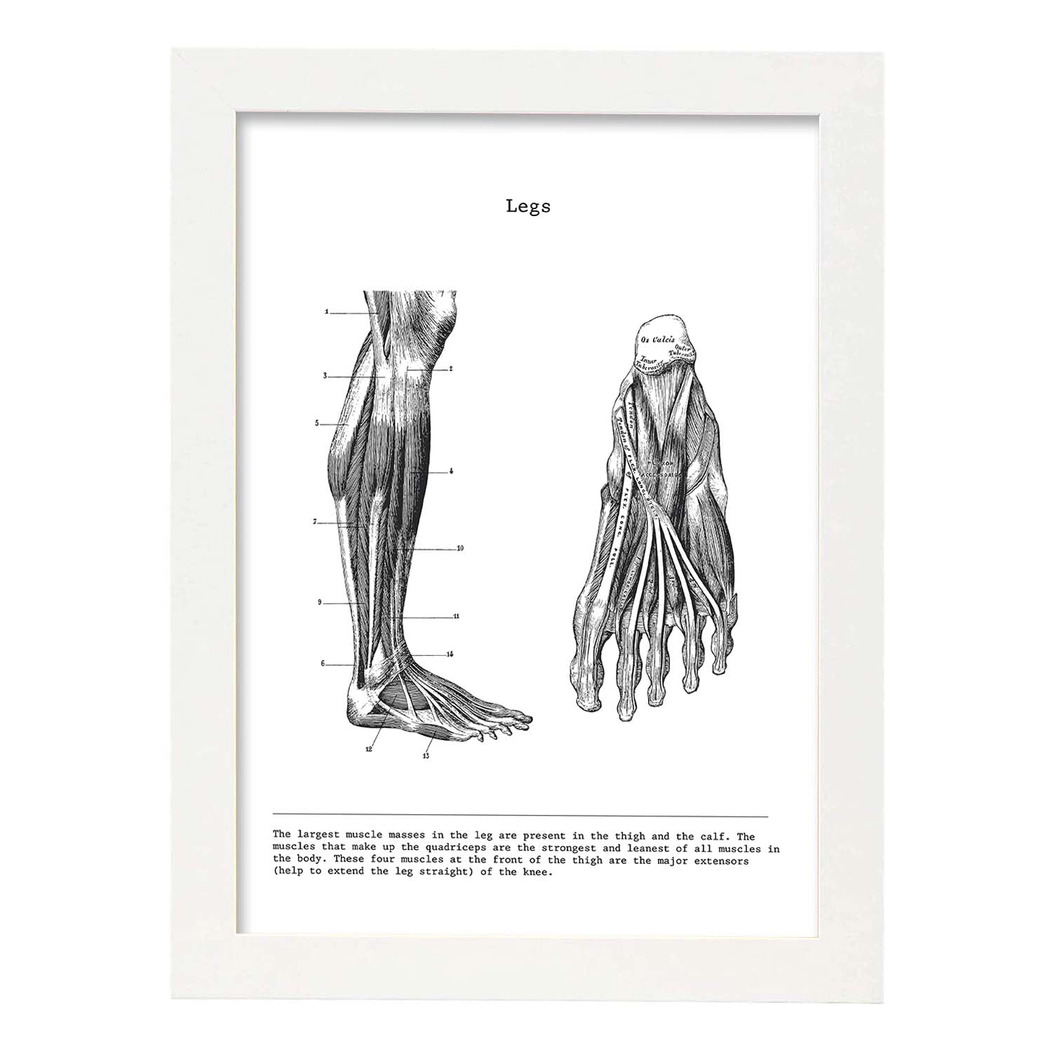 Posters de anatomía en blanco y negro con imágenes del cuerpo humano. Láminas de "Pierna". .-Artwork-Nacnic-A3-Marco Blanco-Nacnic Estudio SL