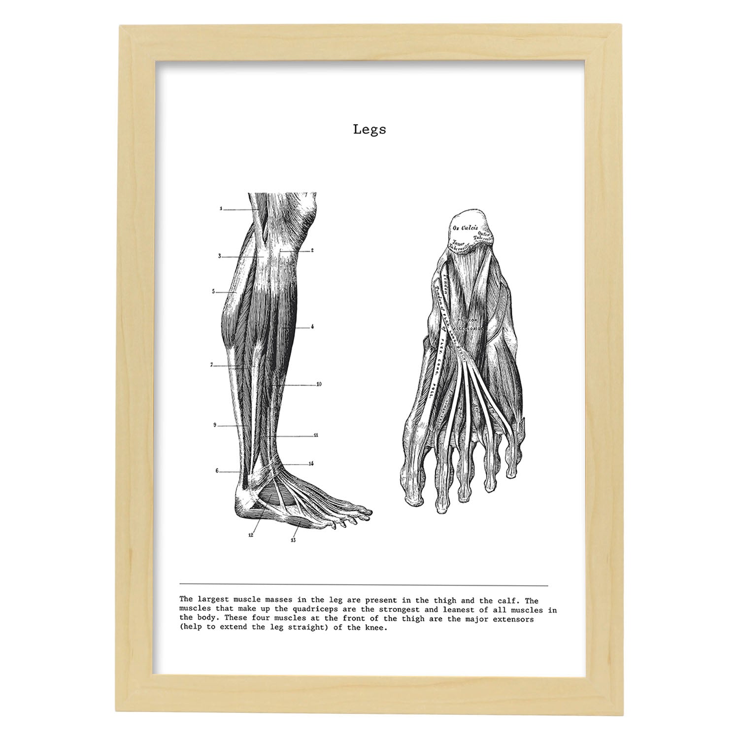 Posters de anatomía en blanco y negro con imágenes del cuerpo humano. Láminas de "Pierna". .-Artwork-Nacnic-A3-Marco Madera clara-Nacnic Estudio SL