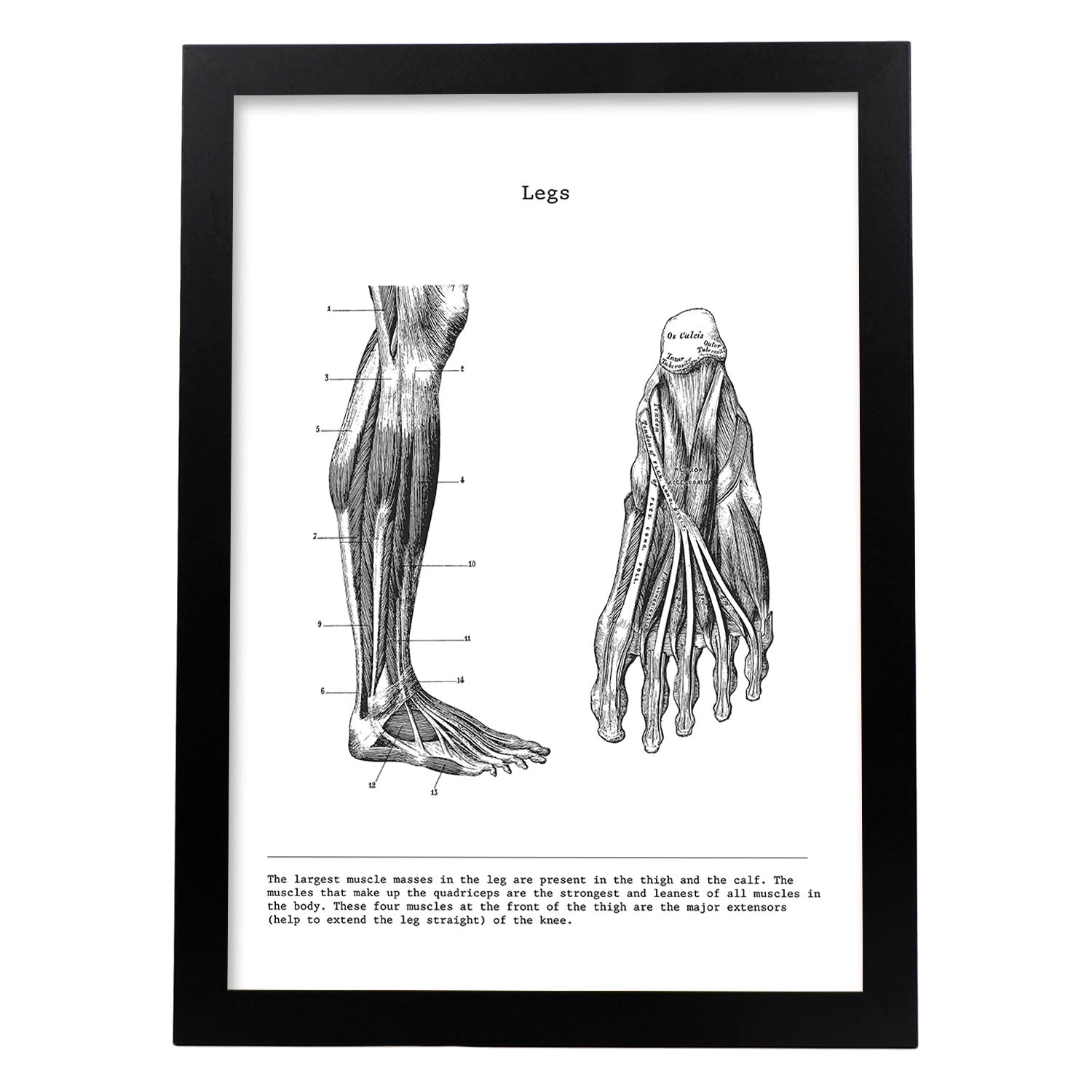 Posters de anatomía en blanco y negro con imágenes del cuerpo humano. Láminas de "Pierna". .-Artwork-Nacnic-A3-Marco Negro-Nacnic Estudio SL