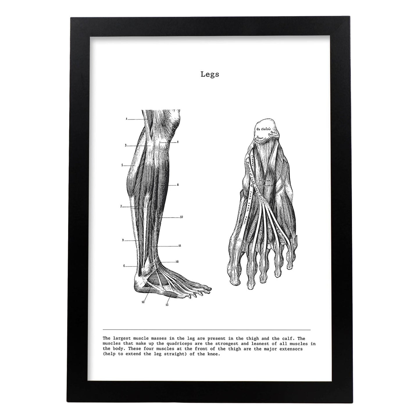 Posters de anatomía en blanco y negro con imágenes del cuerpo humano. Láminas de "Pierna". .-Artwork-Nacnic-A4-Marco Negro-Nacnic Estudio SL