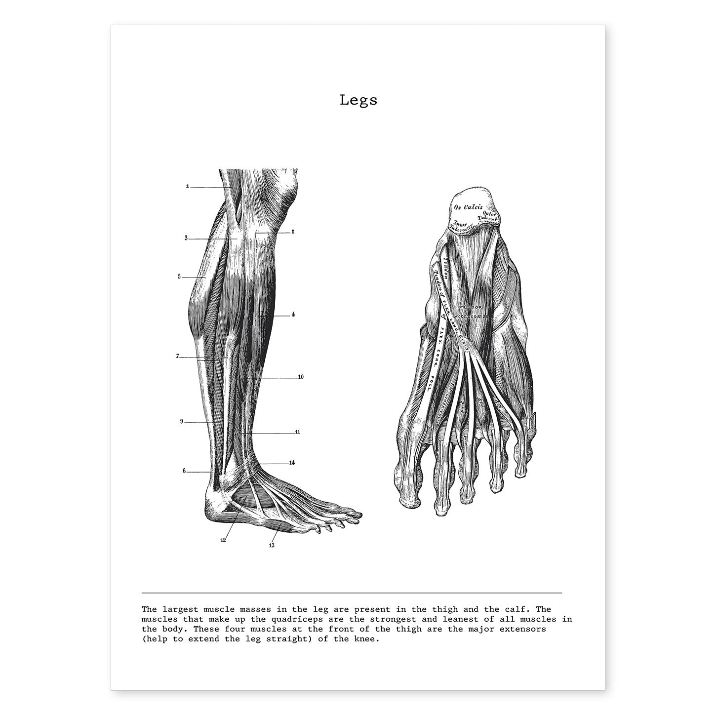 Posters de anatomía en blanco y negro con imágenes del cuerpo humano. Láminas de "Pierna". .-Artwork-Nacnic-A4-Sin marco-Nacnic Estudio SL