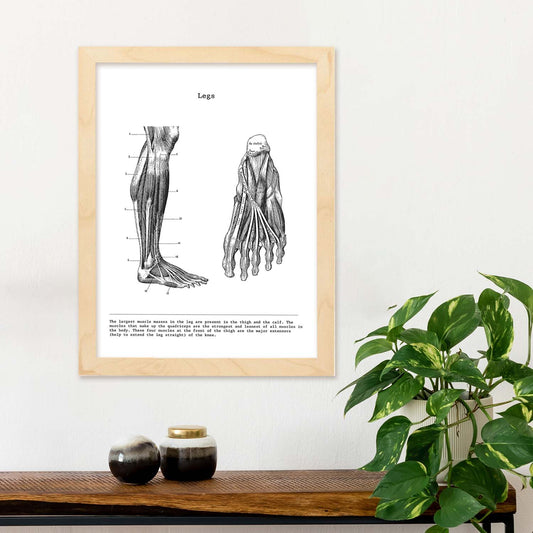 Posters de anatomía en blanco y negro con imágenes del cuerpo humano. Láminas de "Pierna". .-Artwork-Nacnic-Nacnic Estudio SL