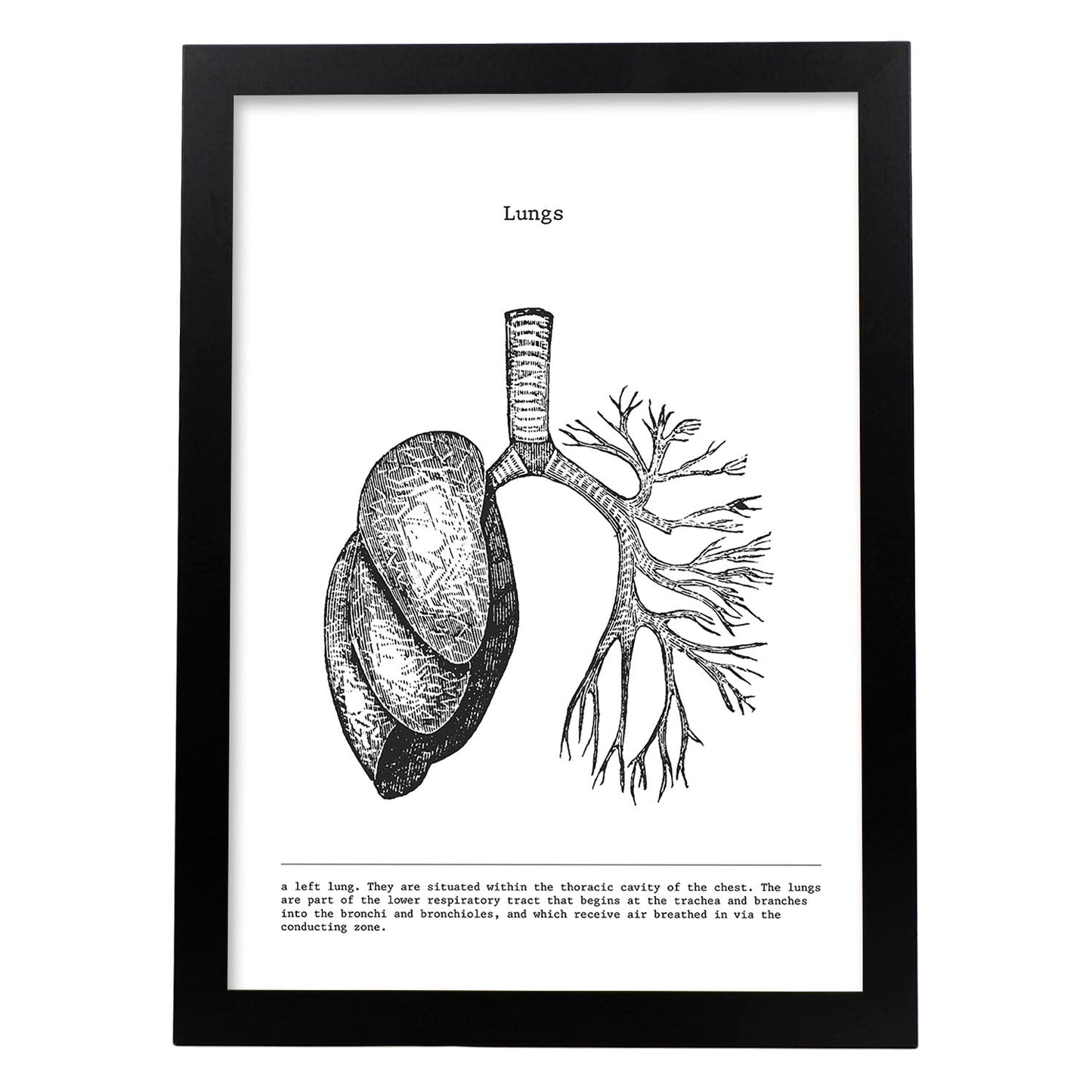 Posters de anatomía en blanco y negro con imágenes del cuerpo humano. Láminas de "Pulmones". .-Artwork-Nacnic-A3-Marco Negro-Nacnic Estudio SL