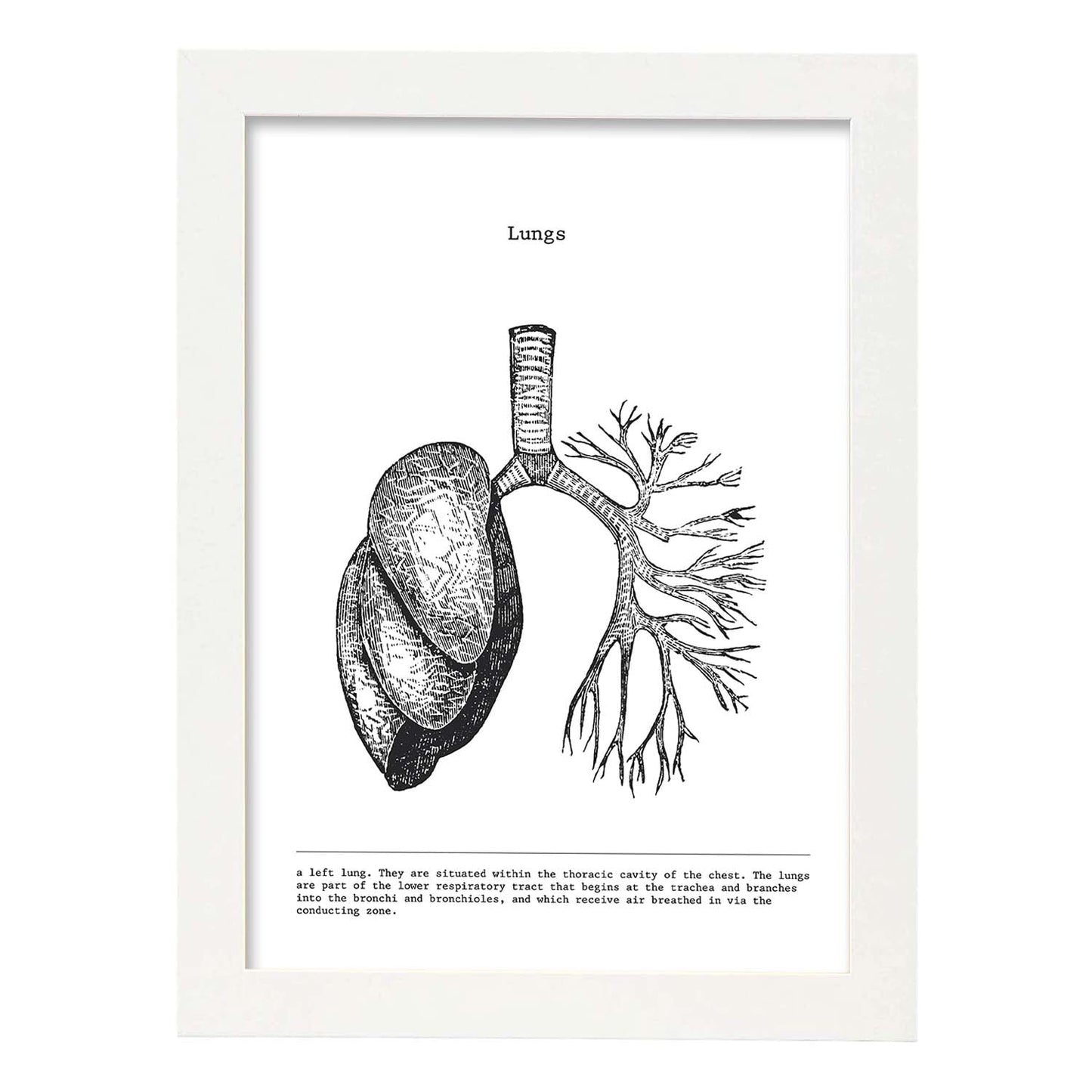 Posters de anatomía en blanco y negro con imágenes del cuerpo humano. Láminas de "Pulmones". .-Artwork-Nacnic-A4-Marco Blanco-Nacnic Estudio SL