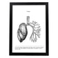 Posters de anatomía en blanco y negro con imágenes del cuerpo humano. Láminas de "Pulmones". .-Artwork-Nacnic-A4-Marco Negro-Nacnic Estudio SL
