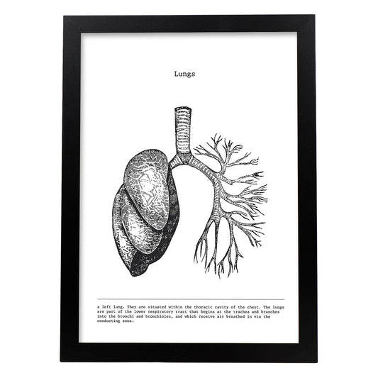 Posters de anatomía en blanco y negro con imágenes del cuerpo humano. Láminas de "Pulmones". .-Artwork-Nacnic-A4-Marco Negro-Nacnic Estudio SL