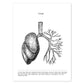 Posters de anatomía en blanco y negro con imágenes del cuerpo humano. Láminas de "Pulmones". .-Artwork-Nacnic-A4-Sin marco-Nacnic Estudio SL