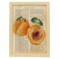 Posters de frutas con texto. Lámina Melocotón abierto con imágenes de alimentación saludable con definiciones.-Artwork-Nacnic-A4-Marco Madera clara-Nacnic Estudio SL