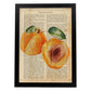 Posters de frutas con texto. Lámina Melocotón abierto con imágenes de alimentación saludable con definiciones.-Artwork-Nacnic-A4-Marco Negro-Nacnic Estudio SL