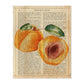 Posters de frutas con texto. Lámina Melocotón abierto con imágenes de alimentación saludable con definiciones.-Artwork-Nacnic-A4-Sin marco-Nacnic Estudio SL