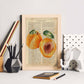 Posters de frutas con texto. Lámina Melocotón abierto con imágenes de alimentación saludable con definiciones.-Artwork-Nacnic-Nacnic Estudio SL