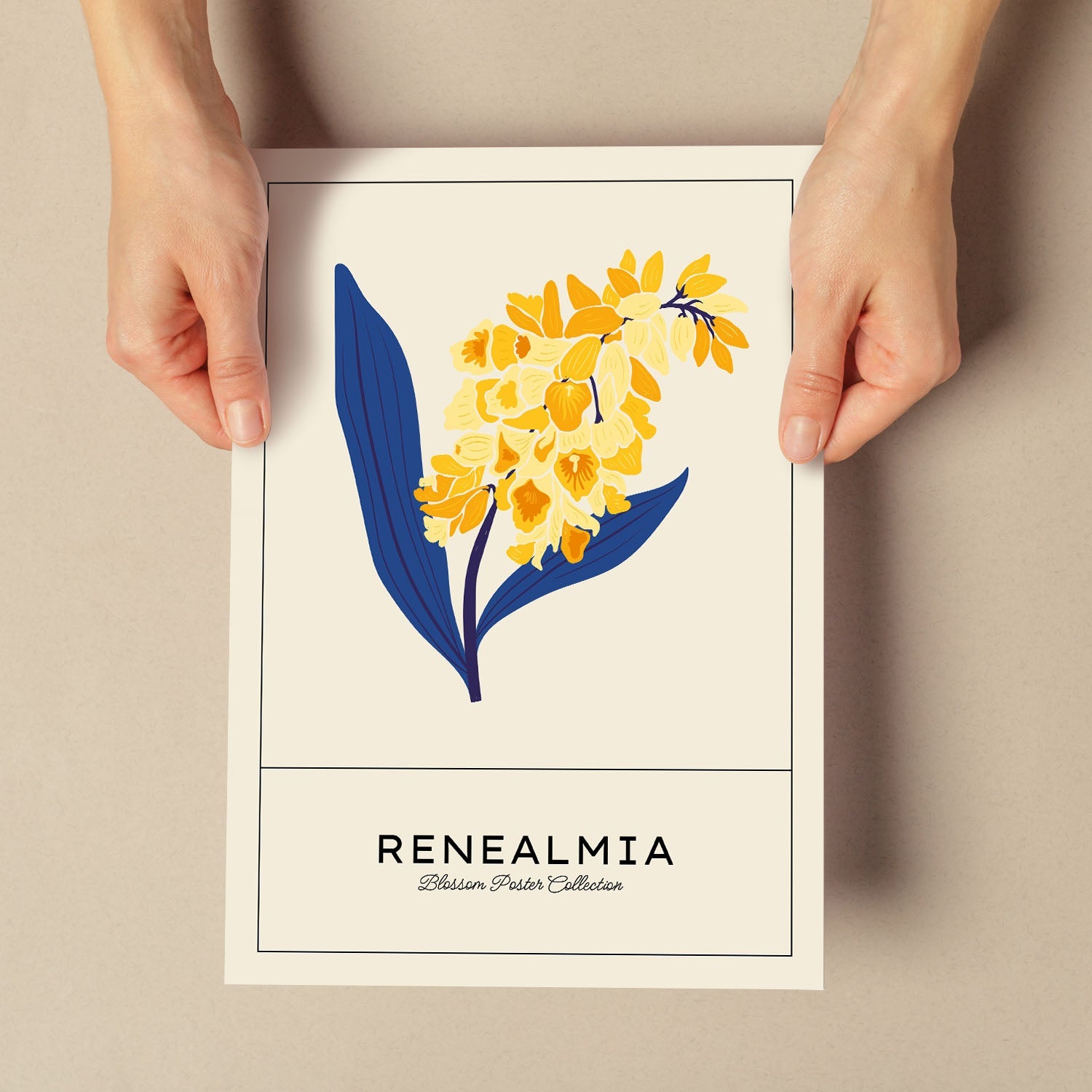 Renealmia-Artwork-Nacnic-Nacnic Estudio SL