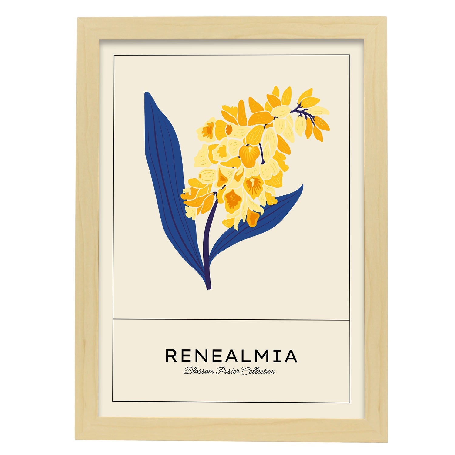 Renealmia-Artwork-Nacnic-A3-Marco Madera clara-Nacnic Estudio SL