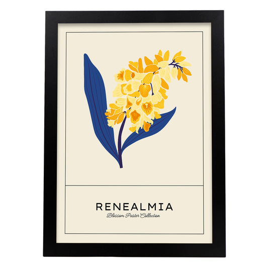 Renealmia-Artwork-Nacnic-A3-Sin marco-Nacnic Estudio SL