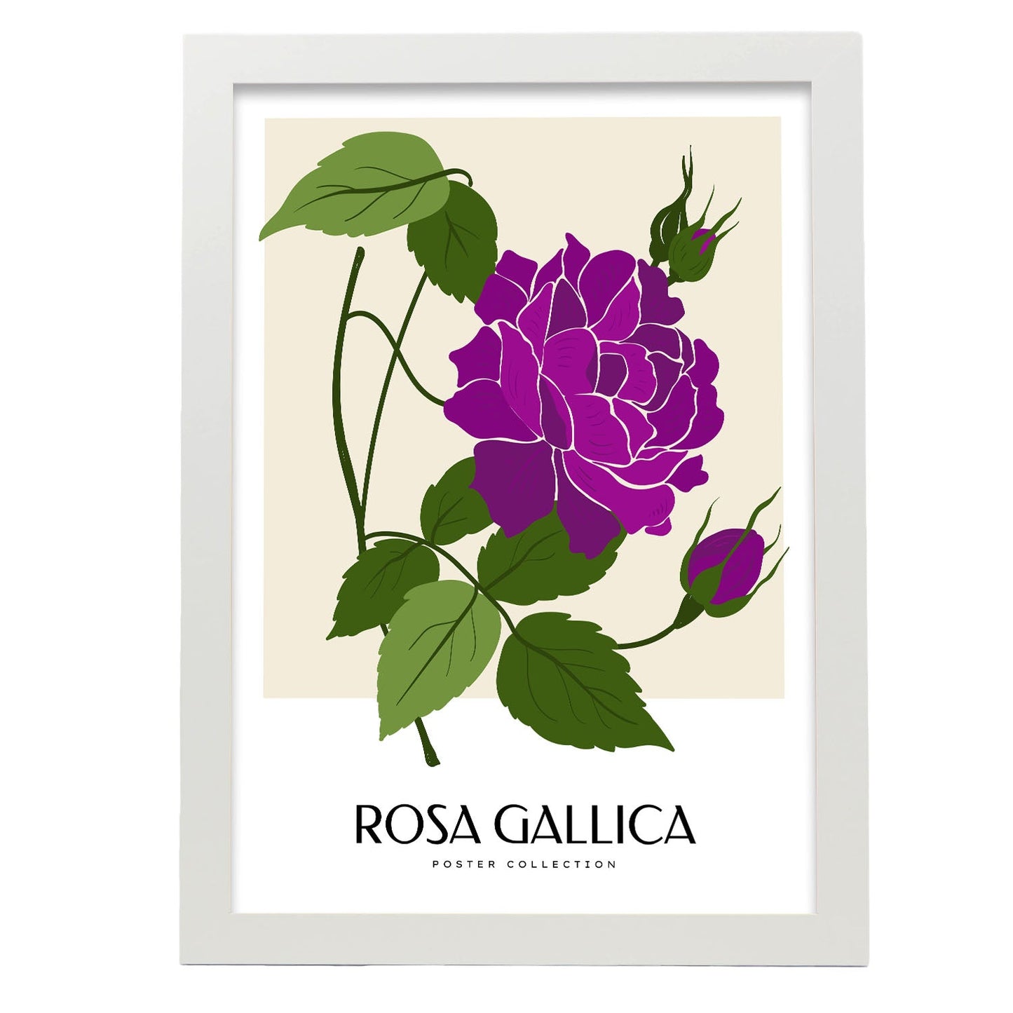 Rosa Gallica-Artwork-Nacnic-A3-Marco Blanco-Nacnic Estudio SL