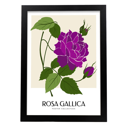 Rosa Gallica-Artwork-Nacnic-A3-Sin marco-Nacnic Estudio SL