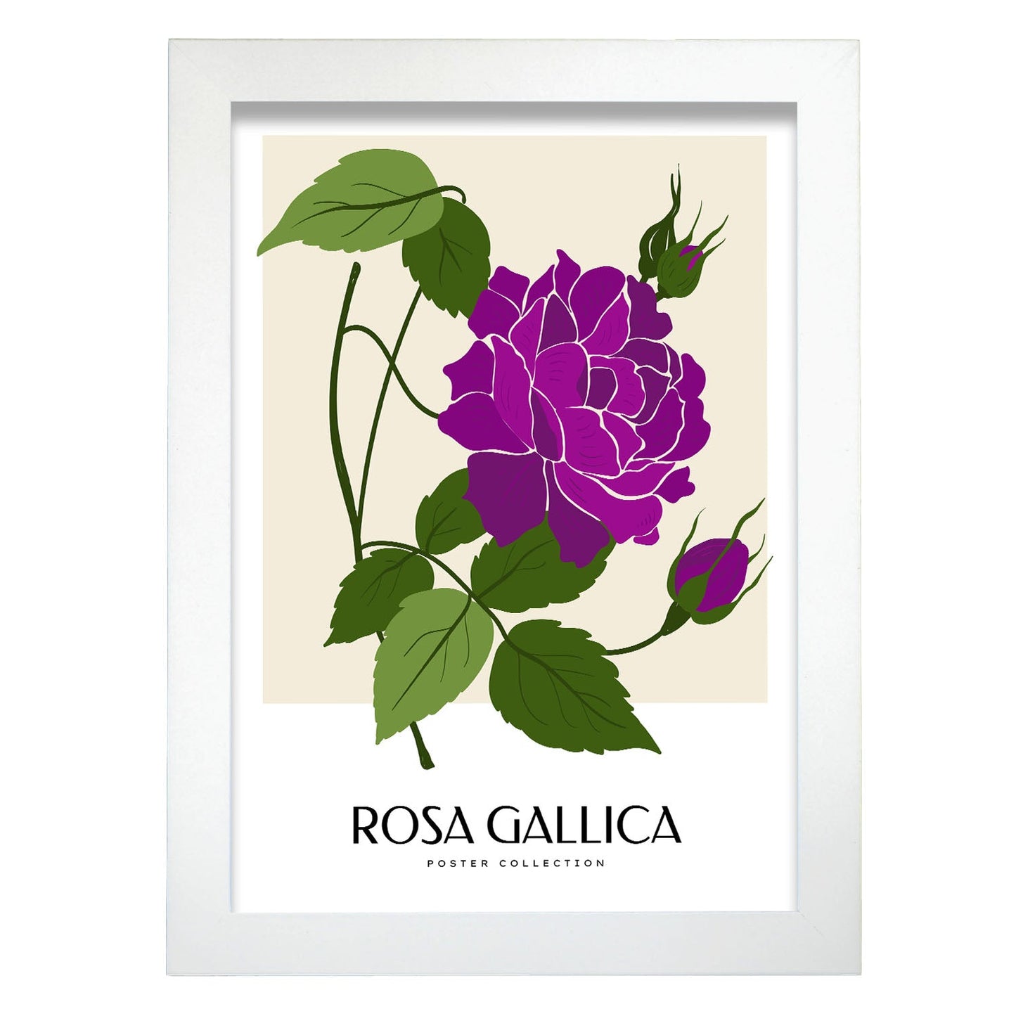 Rosa Gallica-Artwork-Nacnic-A4-Marco Blanco-Nacnic Estudio SL