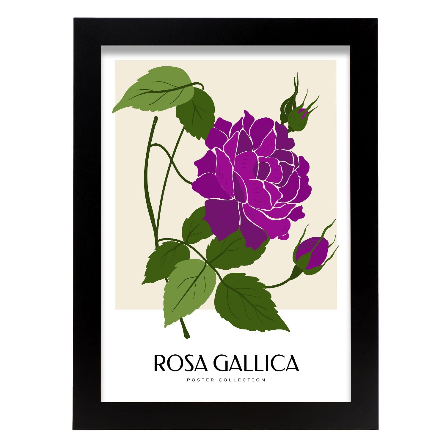 Rosa Gallica-Artwork-Nacnic-A4-Sin marco-Nacnic Estudio SL