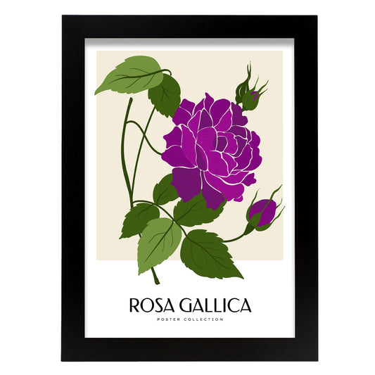 Rosa Gallica-Artwork-Nacnic-A4-Sin marco-Nacnic Estudio SL