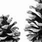 Set de 3 láminas de piñas de arbol pino en , en blanco y negro .-Artwork-Nacnic-Nacnic Estudio SL