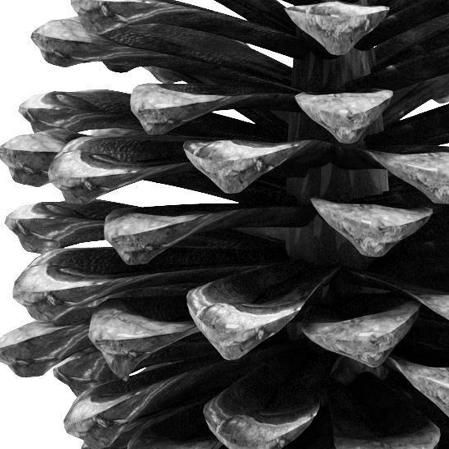 Set de 3 láminas de piñas de arbol pino en , en blanco y negro .-Artwork-Nacnic-Nacnic Estudio SL