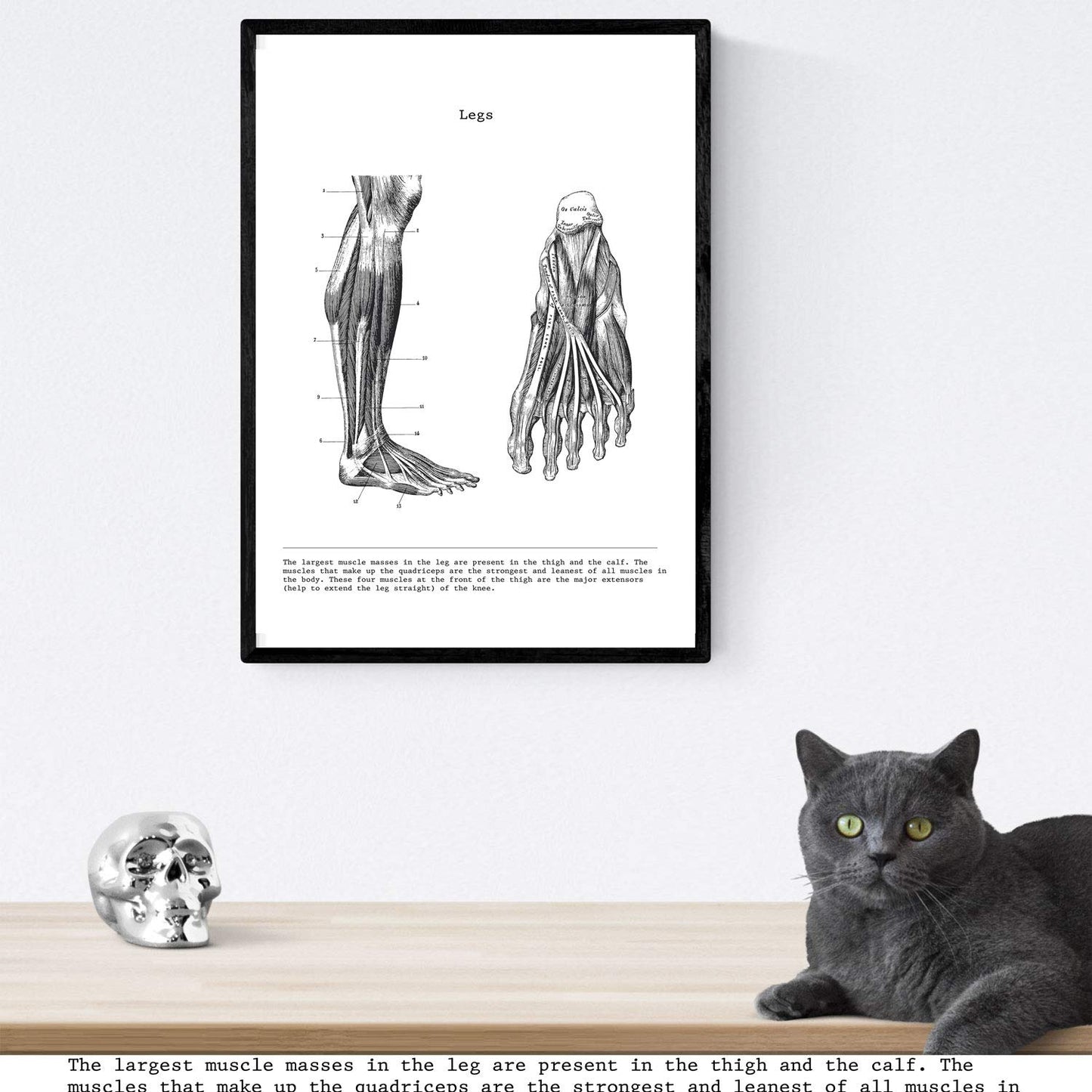 Set de 3 posters de anatomía en blanco y negro con imágenes del cuerpo humano. Pack de láminas sobre biología con "Brazo, Pierna y Espalda". .-Artwork-Nacnic-Nacnic Estudio SL