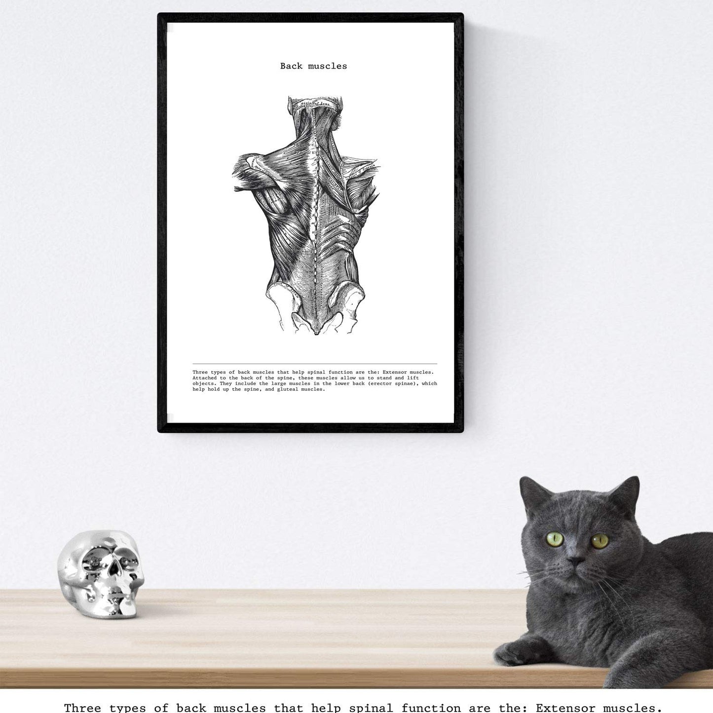 Set de 3 posters de anatomía en blanco y negro con imágenes del cuerpo humano. Pack de láminas sobre biología con "Brazo, Pierna y Espalda". .-Artwork-Nacnic-Nacnic Estudio SL