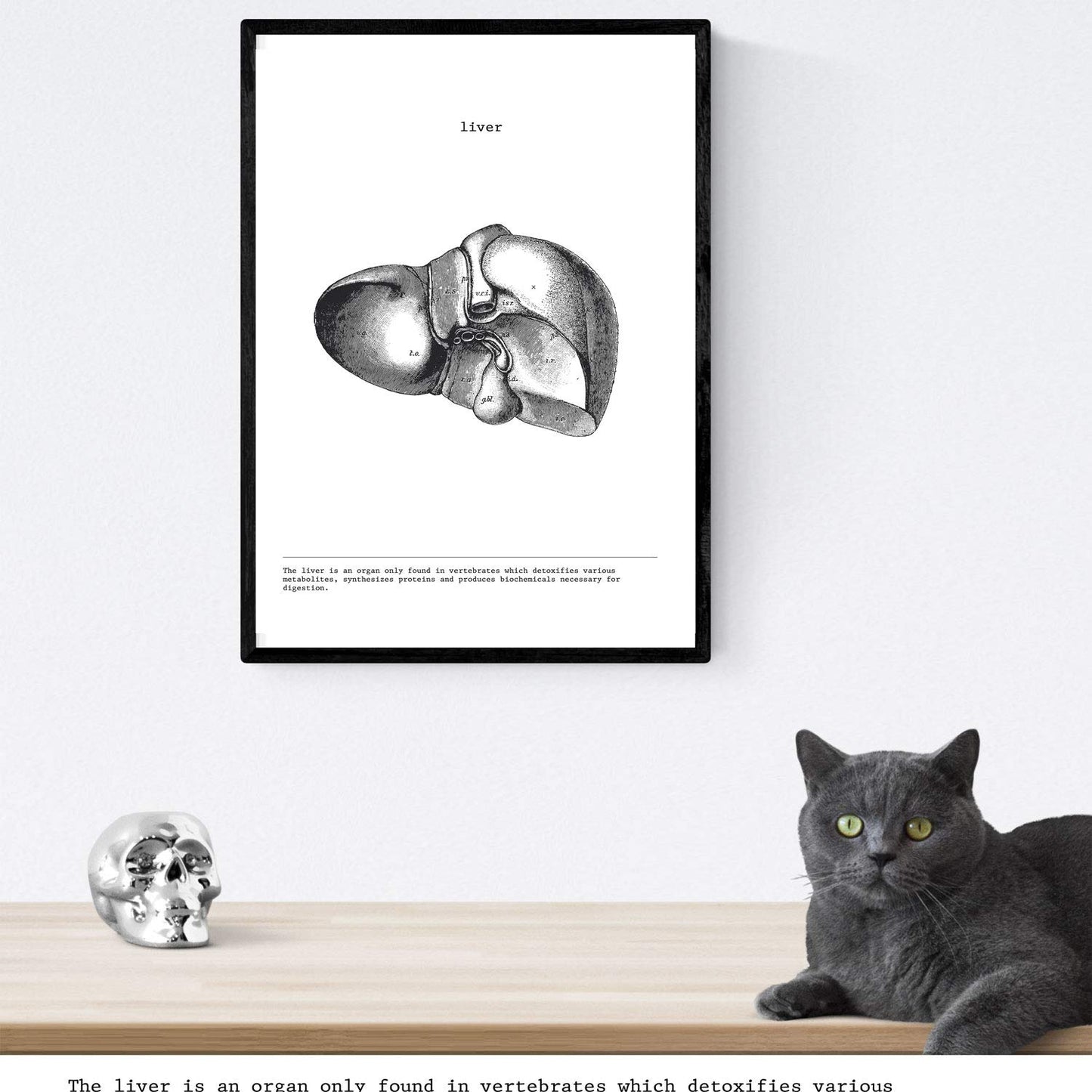 Set de 3 posters de anatomía en blanco y negro con imágenes del cuerpo humano. Pack de láminas sobre biología con "Corazón, Hígado y Pulmones". .-Artwork-Nacnic-Nacnic Estudio SL