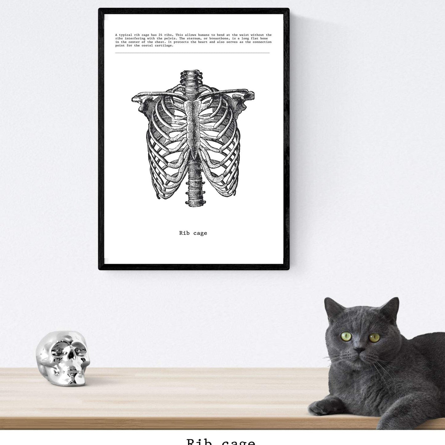 Set de 3 posters de anatomía en blanco y negro con imágenes del cuerpo humano. Pack de láminas sobre biología con "Costillas, Pelvis y Columna Vertebral". .-Artwork-Nacnic-Nacnic Estudio SL