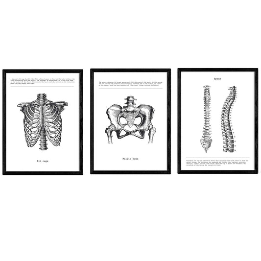 Set de 3 posters de anatomía en blanco y negro con imágenes del cuerpo humano. Pack de láminas sobre biología con "Costillas, Pelvis y Columna Vertebral". .-Artwork-Nacnic-Nacnic Estudio SL
