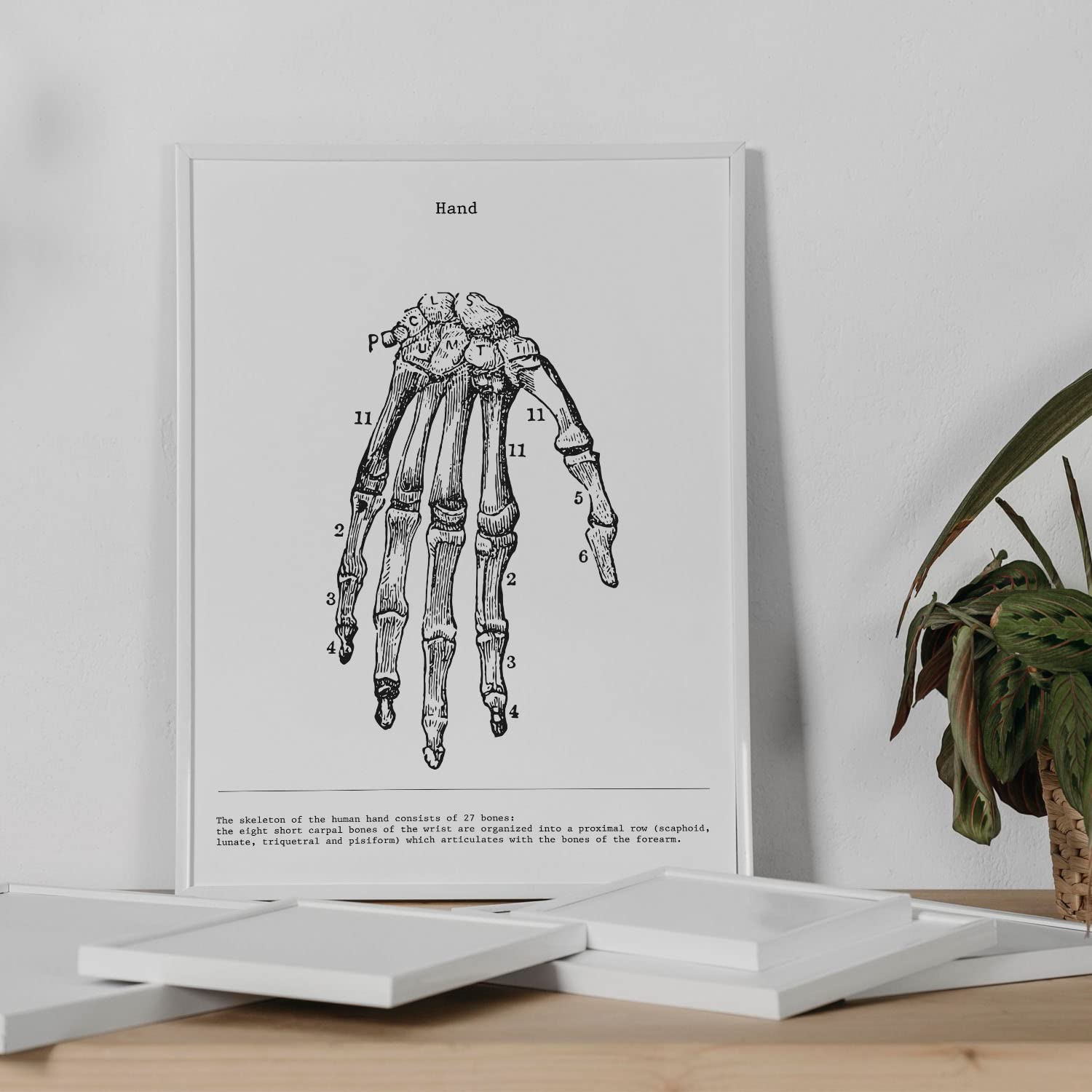 Set de 3 posters de anatomía en blanco y negro con imágenes del cuerpo humano. Pack de láminas sobre biología con "Esqueleto, Mano y Pelvis". .-Artwork-Nacnic-Nacnic Estudio SL