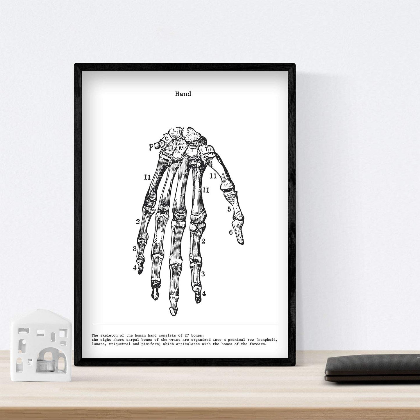 Set de 3 posters de anatomía en blanco y negro con imágenes del cuerpo humano. Pack de láminas sobre biología con "Esqueleto, Mano y Pelvis". .-Artwork-Nacnic-Nacnic Estudio SL