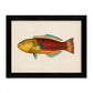 Set de 4 láminas con pez colorido efecto vintage tono amarillo azul y rojo. Composicion de 4 peces en , fondo papel antiguo vintage.-Artwork-Nacnic-Nacnic Estudio SL