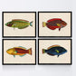 Set de 4 láminas con pez colorido efecto vintage tono amarillo azul y rojo. Composicion de 4 peces en , fondo papel antiguo vintage.-Artwork-Nacnic-Nacnic Estudio SL