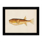 Set de 4 láminas con pez colorido efecto vintage tono amarillo marron. Composicion de 4 peces diferentes, fondo papel antiguo vintage.-Artwork-Nacnic-Nacnic Estudio SL
