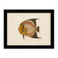 Set de 4 láminas con pez colorido efecto vintage tono amarillo marron. Composicion de 4 peces diferentes, fondo papel antiguo vintage.-Artwork-Nacnic-Nacnic Estudio SL