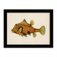 Set de 4 láminas con pez colorido efecto vintage tono amarillo marron. Composicion de 4 peces diferentes, fondo papel antiguo vintage.-Artwork-Nacnic-Nacnic Estudio SL