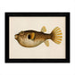 Set de 4 láminas con pez colorido efecto vintage tono amarillo negro. Composicion de 4 peces diferentes, fondo papel antiguo vintage.-Artwork-Nacnic-Nacnic Estudio SL