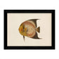 Set de 4 láminas con pez colorido efecto vintage tono amarillo negro. Composicion de 4 peces diferentes, fondo papel antiguo vintage.-Artwork-Nacnic-Nacnic Estudio SL