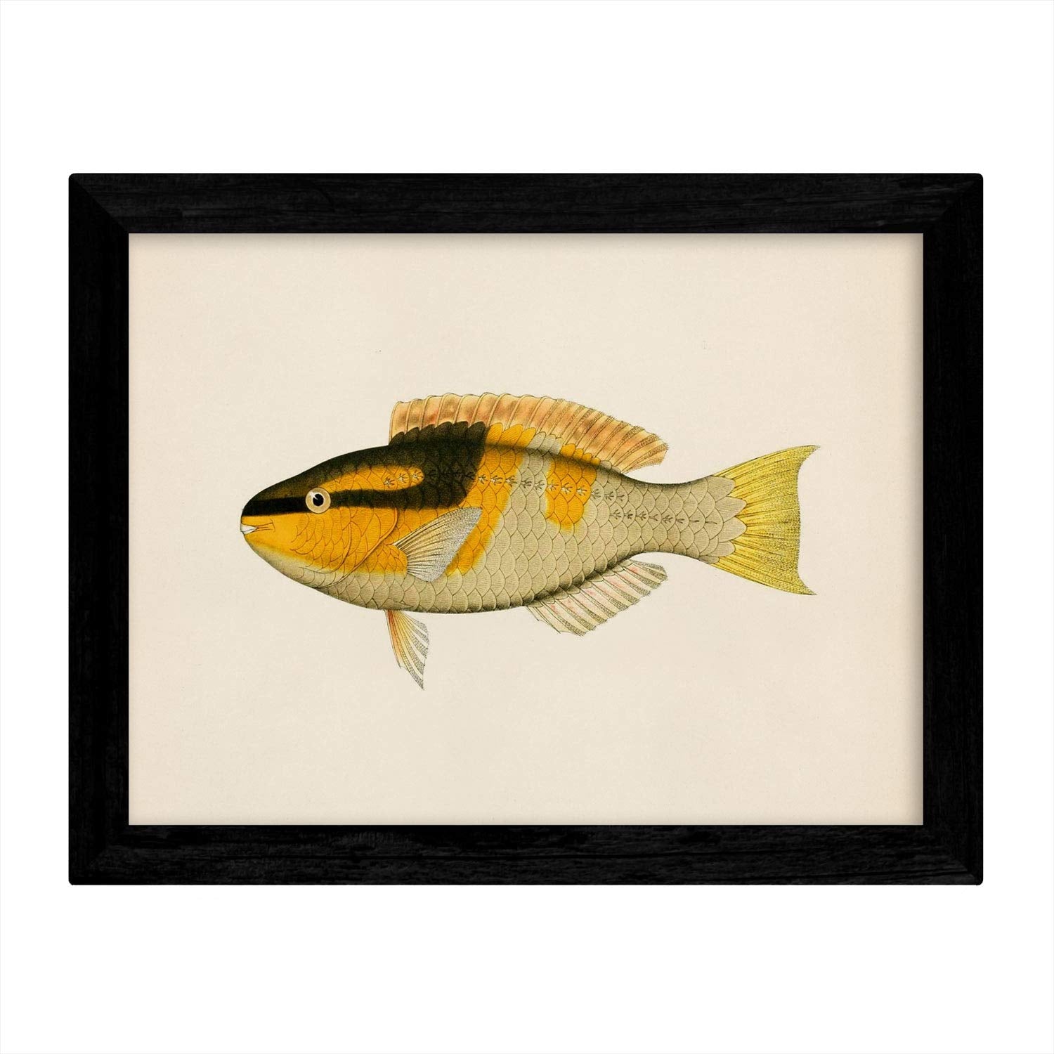 Set de 4 láminas con pez colorido efecto vintage tono amarillo. Composicion de 4 peces diferentes, fondo papel antiguo vintage.-Artwork-Nacnic-Nacnic Estudio SL