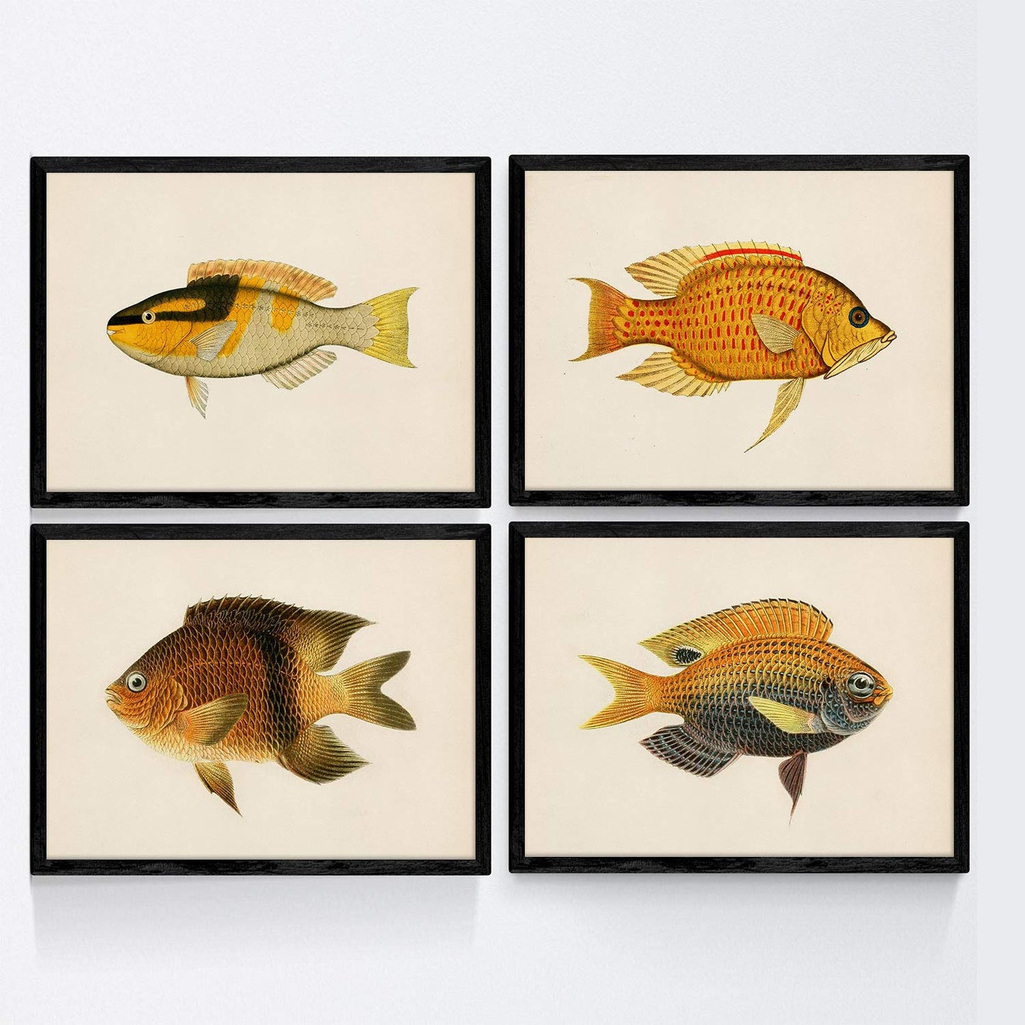 Set de 4 láminas con pez colorido efecto vintage tono amarillo. Composicion de 4 peces diferentes, fondo papel antiguo vintage.-Artwork-Nacnic-Nacnic Estudio SL